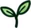 右上の芽