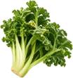 左下の葉物2